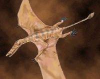 Pterosaurs