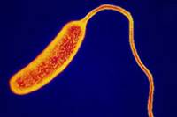   - Vibrio cholerae