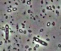   Bacillus thuringiensis