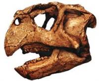  Psittacosaurus