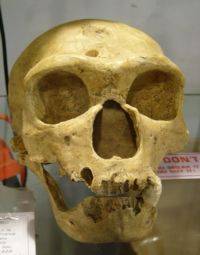 Homo Sapiens