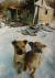 � ��������� ������������� ���������� ���������� ��������� ����