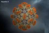 Создана вакцина против гепатита E