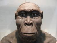 Ученые обнаружили одновременное существование на Земле трех разных видов Homo