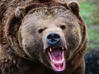 Медведь задрал мужчину и женщину в Ленинградской области