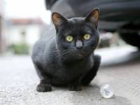 Ученый из Сараево обнаружил «послание» от средневекового кота