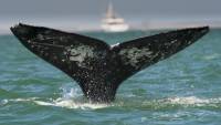 Австралия судится с Японией за добычу китов