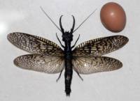 Ученые поймали гигантское летающее насекомое