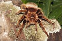 В Челябинской области началось нашествие тарантулов