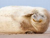В Нацпарке «Онежское Поморье» можно будет услышать песни тюленей с помощью гидрофона