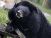 В избиркоме рассказали о неспособности медведя смутить омских избирателей