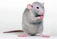 Ученые из России и Швейцарии избавили крыс от "застарелого" паралича