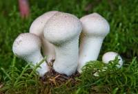В Саратовской области семья отравилась грибами, двое детей в тяжелом состоянии