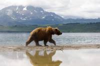 На Алтае медведь прогнал туристов с территории заповедника