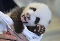 Китайские бизнесмены собираются клонировать панд
