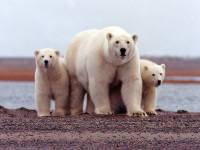 На севере Красноярского края к людям снова вышел белый медведь