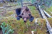 В Тюменской области боксер убил медведя, растерзавшего рыбака