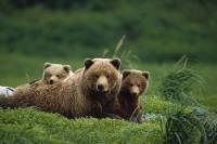В Коми выпустили в лес прошедших реабилитацию осиротевших медвежат