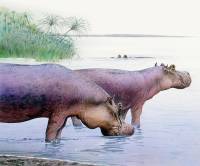 Hippopotamus antiquus