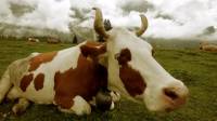 Власти Бразилии объяснили случаи заражения людей коровьим бешенством