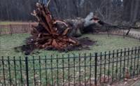 Тургеневский дуб, ставший жертвой урагана, поборется за титул «Европейское дерево года»