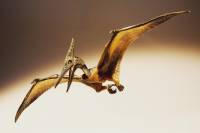 Ученые открыли новый вид летающих ящеров с «обезьяньим пальцем»