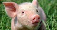Ученые вырастили в эмбрионе свиньи человеческие мышцы