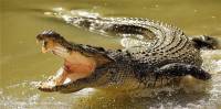 Сведения о сбежавших в Ялте крокодилах не подтвердились