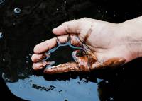 Ученые: Площадь разлива нефти в море под Новороссийском была занижена в сотни тысяч раз