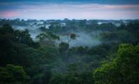 В Перу коренные народы спасают джунгли с помощью приложений