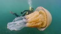 В Азовском море из-за повышения солености стало больше медуз