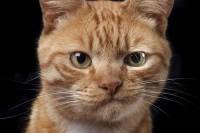 В Нидерландах запертый на 52 дня кот выжил, питаясь бумагой