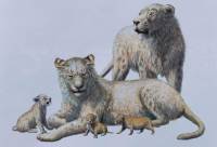 В Сибири найден замерзший 28 тыс. лет назад детеныш пещерного льва
