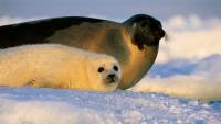 Ученые провели полную перепись тюленей Уэдделла в Антарктиде