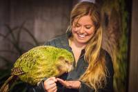 Ученые уточнили причины вымирания попугая какапо