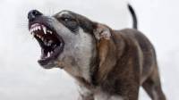 На Камчатке бродячие собаки напали на восьмилетнего мальчика