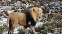 В Иране вырвавшийся из вольера лев загрыз сотрудника зоопарка