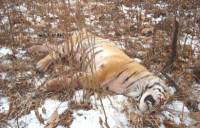 В Приморье автомобиль насмерть сбил амурского тигра