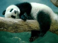 В Московском зоопарке панды предсказали итоги Олимпиады в Пекине