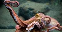 Осьминоги используют лежащий на дне океана мусор для укрытия