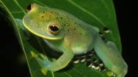 В Эквадоре открыли два новых вида стеклянных лягушек