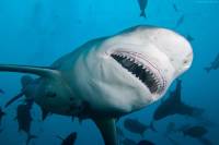 Ученые: Большие белые акулы умеют дружить