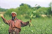 По всей территории Афганистана запретили выращивать мак